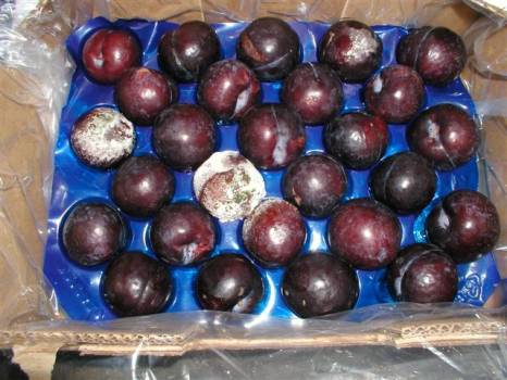 Expertise de fruits à Cavaillon