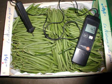 Prise de température pendant expertise de légumes frais