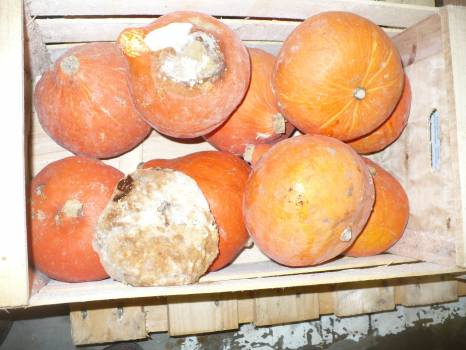 Expertise fruits pourris à Cavaillon