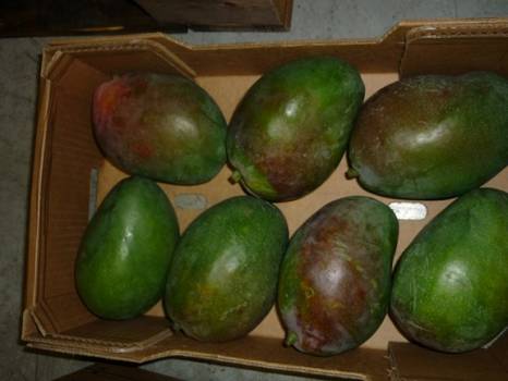 Expertise de mangues au MIN St Charles