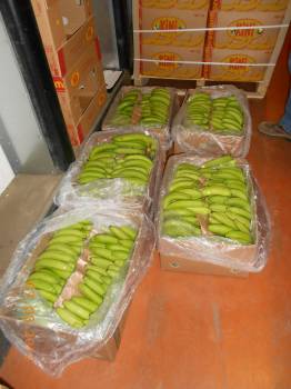 Expertise de bananes à Chateaurenard