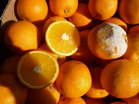 Expertise d'oranges au Pontet
