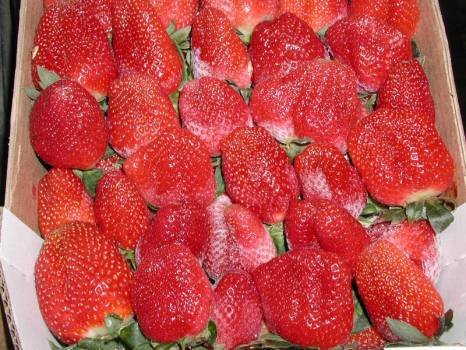 Expertise de fraises au MIN des Arnavaux