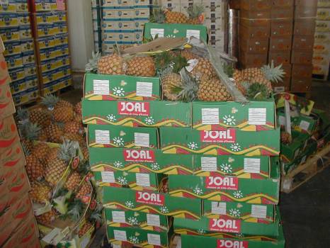 Expertise d'ananas à Port Saint Louis du Rhône