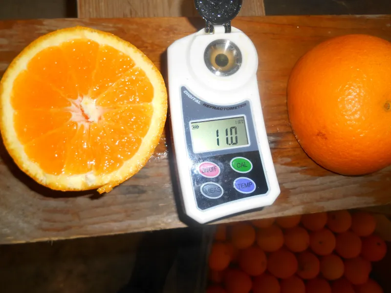 Réalisation inspections d'agréages avant commercialisation de fruits et légumes dans le sud de la France