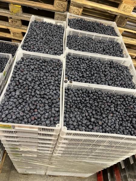 Expertise transport frigorifique et sinistre logistique fruits frais : avarie de palettes de myrtilles Maroc–Pays-Bas suite à incident de manutention en entrepôt (constat et analyse des dommages)