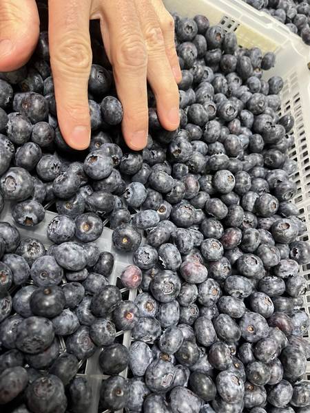 Expertise transport frigorifique et sinistre logistique fruits frais : avarie de palettes de myrtilles Maroc–Pays-Bas suite à incident de manutention en entrepôt (constat et analyse des dommages)