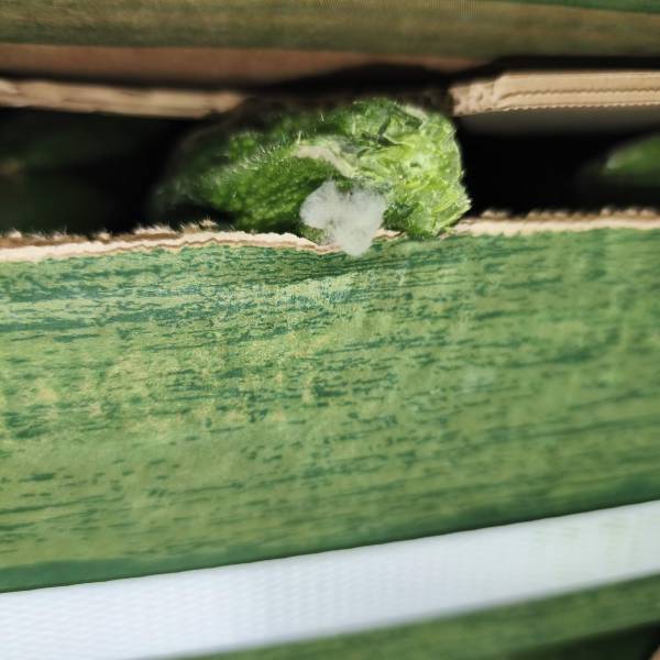 Expertise sinistre transport frigorifique Maroc–France : avarie et moisissure de légumes frais sous chaîne du froid (80–90% de pertes)