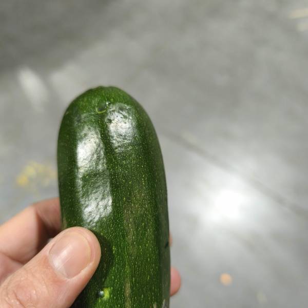 Expertise sinistre transport frigorifique Maroc–France : avarie et moisissure de légumes frais sous chaîne du froid (80–90% de pertes)