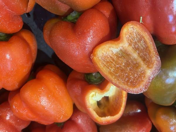 Expertise sur des poivrons suite un problème du groupe frigorifique à Perpignan