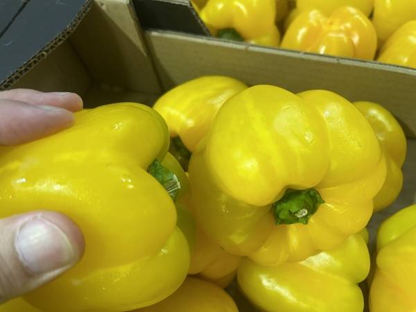 Expertise sur des poivrons suite un problème du groupe frigorifique à Perpignan