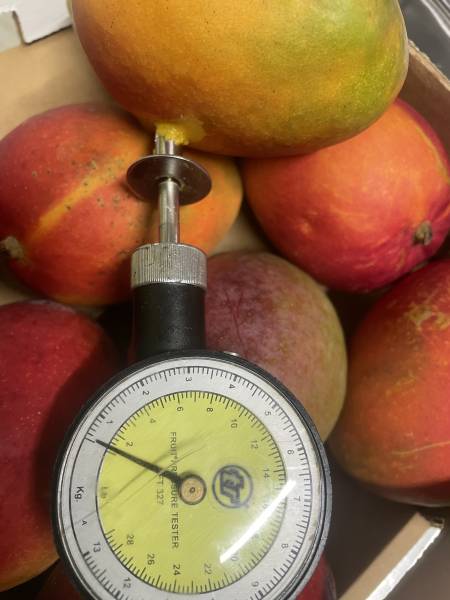 Expertise Transport Frigorifique – Mangues Fraîches à Fos-sur-Mer (13, Provence-Alpes-Côte d’Azur)