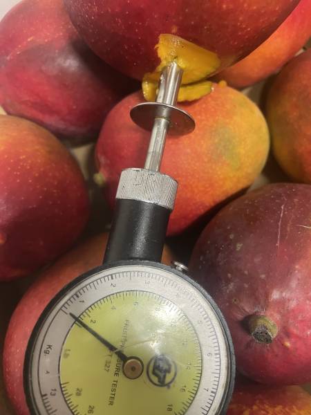 Expertise Transport Frigorifique – Mangues Fraîches à Fos-sur-Mer (13, Provence-Alpes-Côte d’Azur)