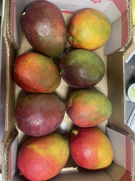 Expertise Transport Frigorifique – Mangues Fraîches à Fos-sur-Mer (13, Provence-Alpes-Côte d’Azur)