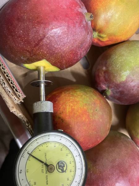 Expertise Transport Frigorifique – Mangues Fraîches à Fos-sur-Mer (13, Provence-Alpes-Côte d’Azur)