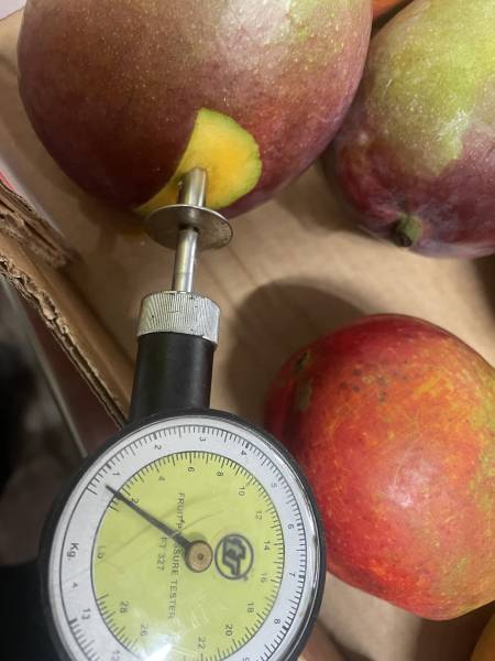 Expertise Transport Frigorifique – Mangues Fraîches à Fos-sur-Mer (13, Provence-Alpes-Côte d’Azur)