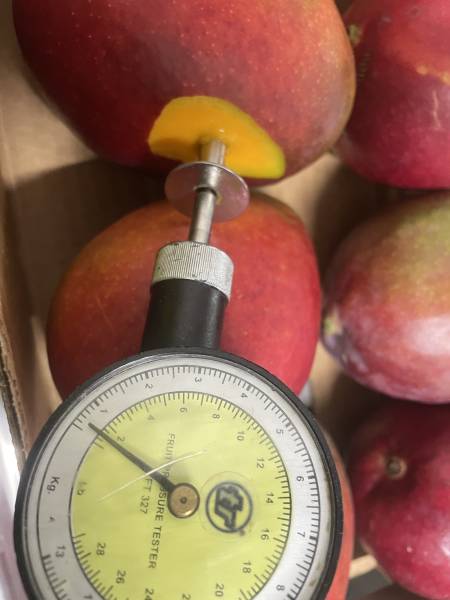 Expertise Transport Frigorifique – Mangues Fraîches à Fos-sur-Mer (13, Provence-Alpes-Côte d’Azur)