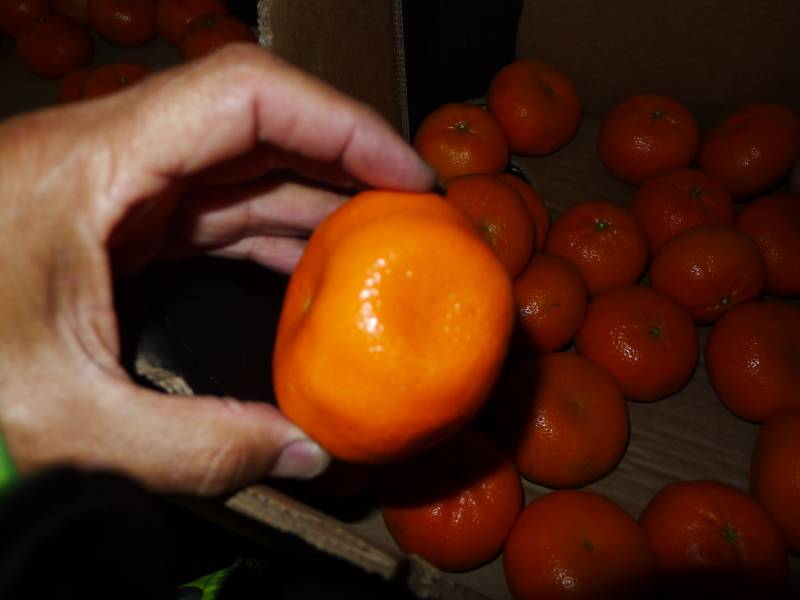 Rapport agréage et contrôle qualité sur des fruits et des légumes importés en provenance de pays étranger se déroulant à Marseille, Cavaillon, Fos-sur-Mer et dans le sud de la France