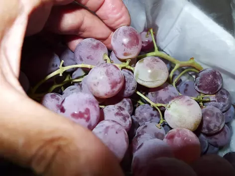 Expertise sur un lot de raisins de table en provenance de Sicile à Cavaillon pour déterminer le montant des dommages