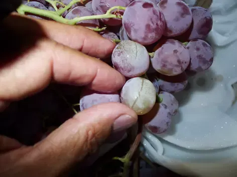 Expertise sur un lot de raisins de table en provenance de Sicile à Cavaillon pour déterminer le montant des dommages