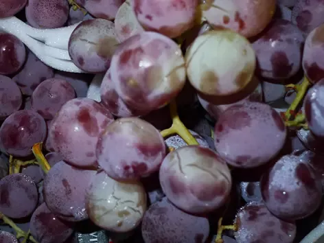 Expertise sur un lot de raisins de table en provenance de Sicile à Cavaillon pour déterminer le montant des dommages