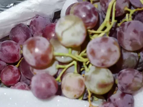 Expertise sur un lot de raisins de table en provenance de Sicile à Cavaillon pour déterminer le montant des dommages