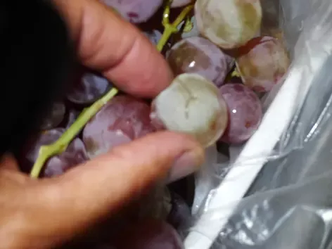 Expertise sur un lot de raisins de table en provenance de Sicile à Cavaillon pour déterminer le montant des dommages