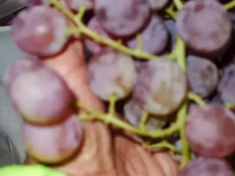 Expertise sur un lot de raisins de table en provenance de Sicile à Cavaillon pour déterminer le montant des dommages