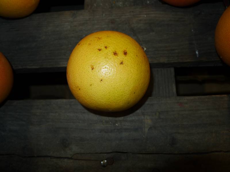 Transport de marchandises sous température dirigée : erreurs fréquentes et comment les éviter