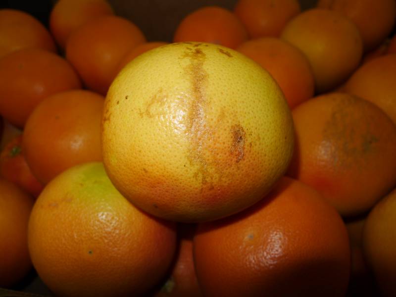 Rapport agréage et contrôle qualité sur des fruits et des légumes importés en provenance de pays étranger se déroulant à Marseille, Cavaillon, Fos-sur-Mer et dans le sud de la France