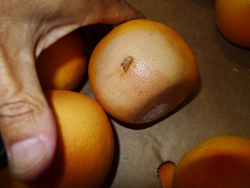 Rapport agréage et contrôle qualité sur des fruits et des légumes importés en provenance de pays étranger se déroulant à Marseille, Cavaillon, Fos-sur-Mer et dans le sud de la France