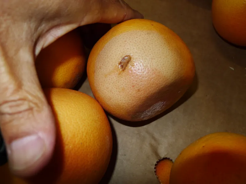 Réalisation inspections d'agréages avant commercialisation de fruits et légumes dans le sud de la France