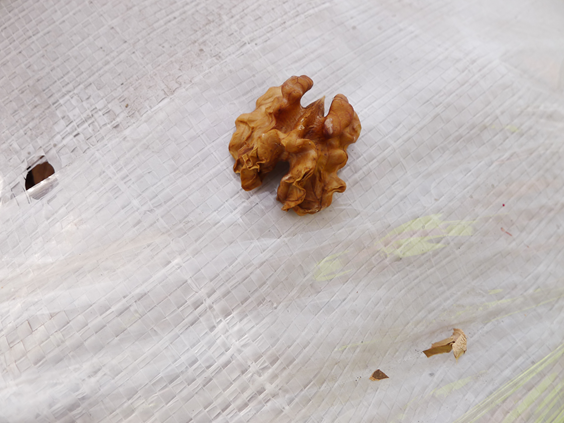 Expertise à Marseille sur des noix