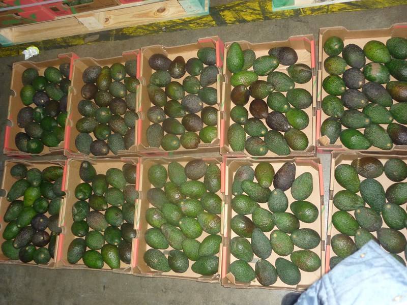 Expert transport maritime fruits et légumes Marseille Bouches-du-Rhône