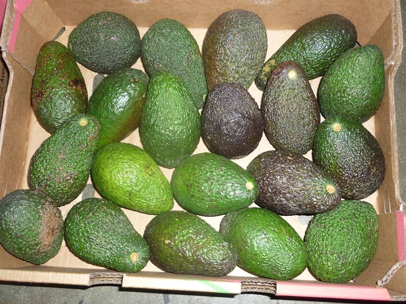 Expert transport maritime fruits et légumes Marseille Bouches-du-Rhône