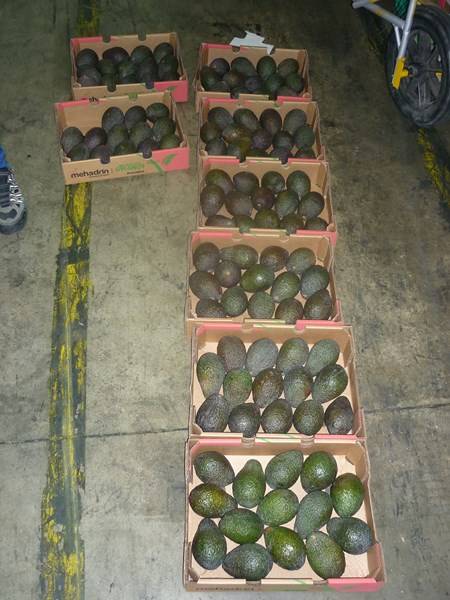 Expert transport maritime fruits et légumes Marseille Bouches-du-Rhône