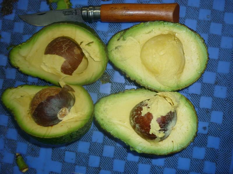 Expert transport maritime fruits et légumes Marseille Bouches-du-Rhône